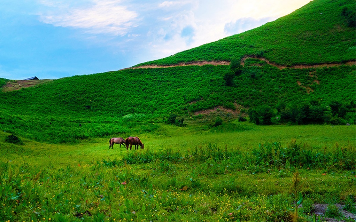 دشت هویج تهران